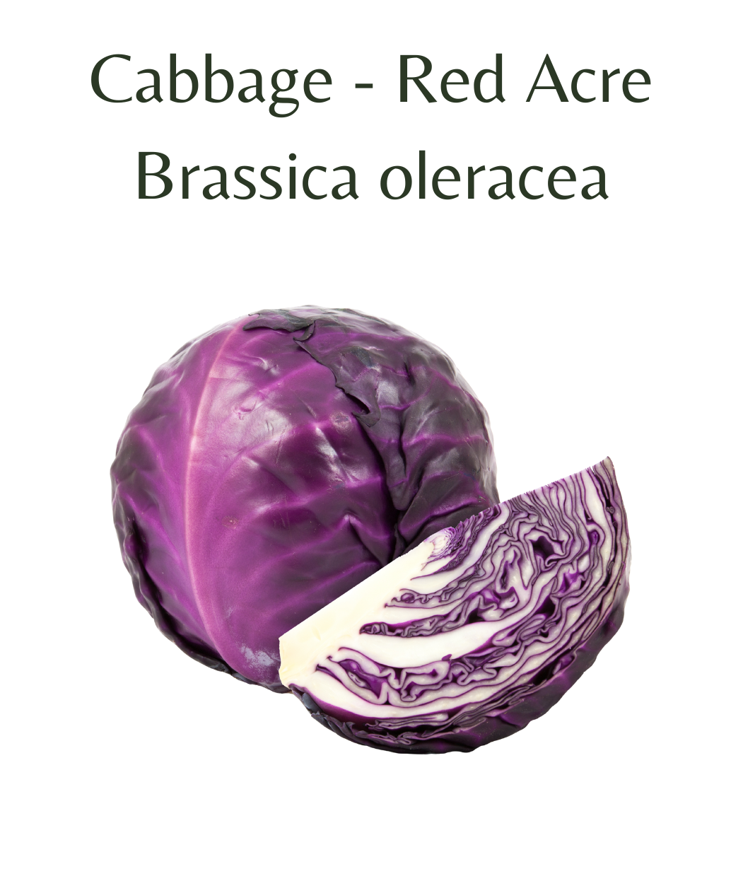 Cabbage_-_Red_Acre_150_seeds