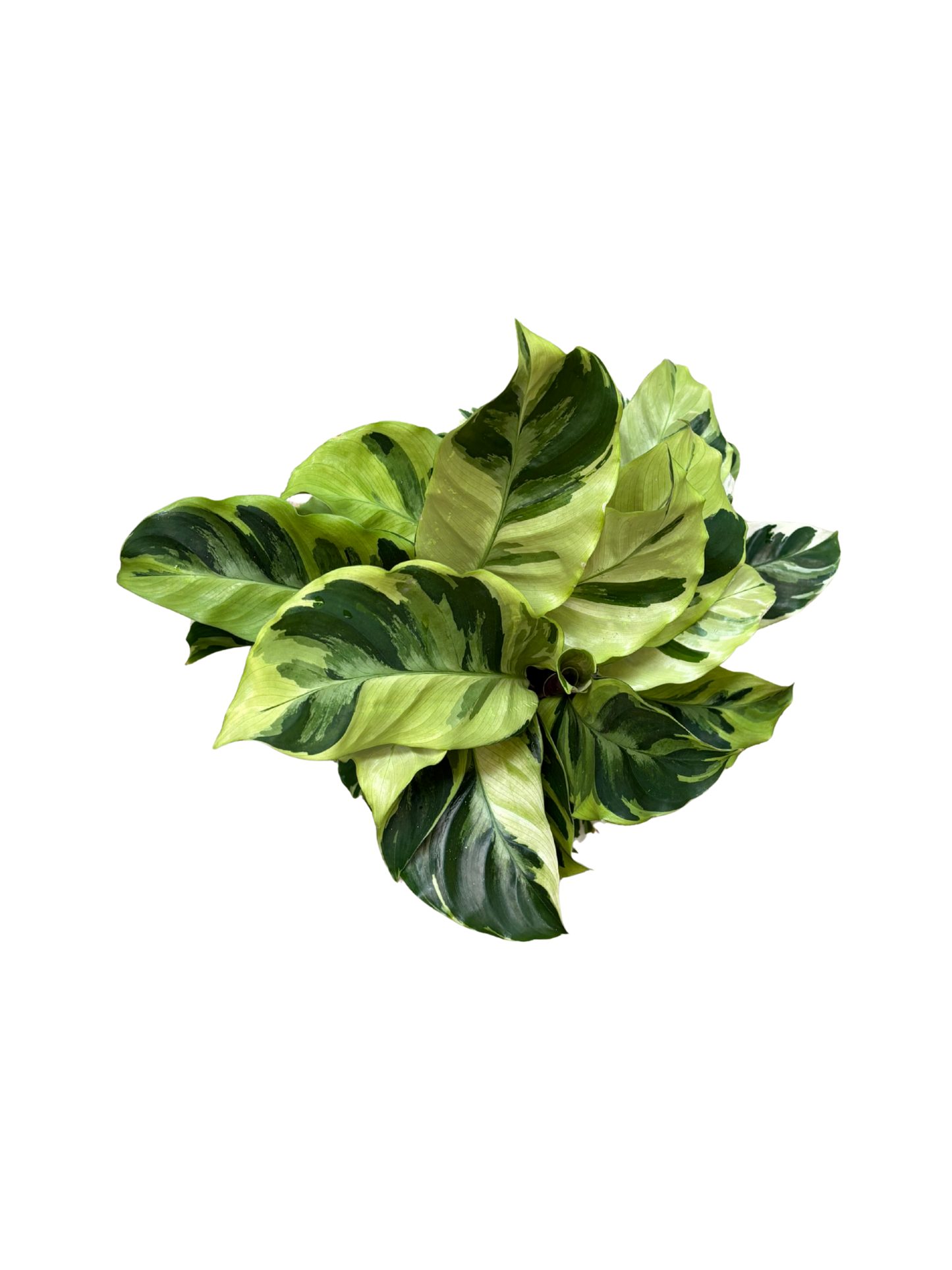 Calathea_Fusion_Yellow_plant_in_14cm_pot