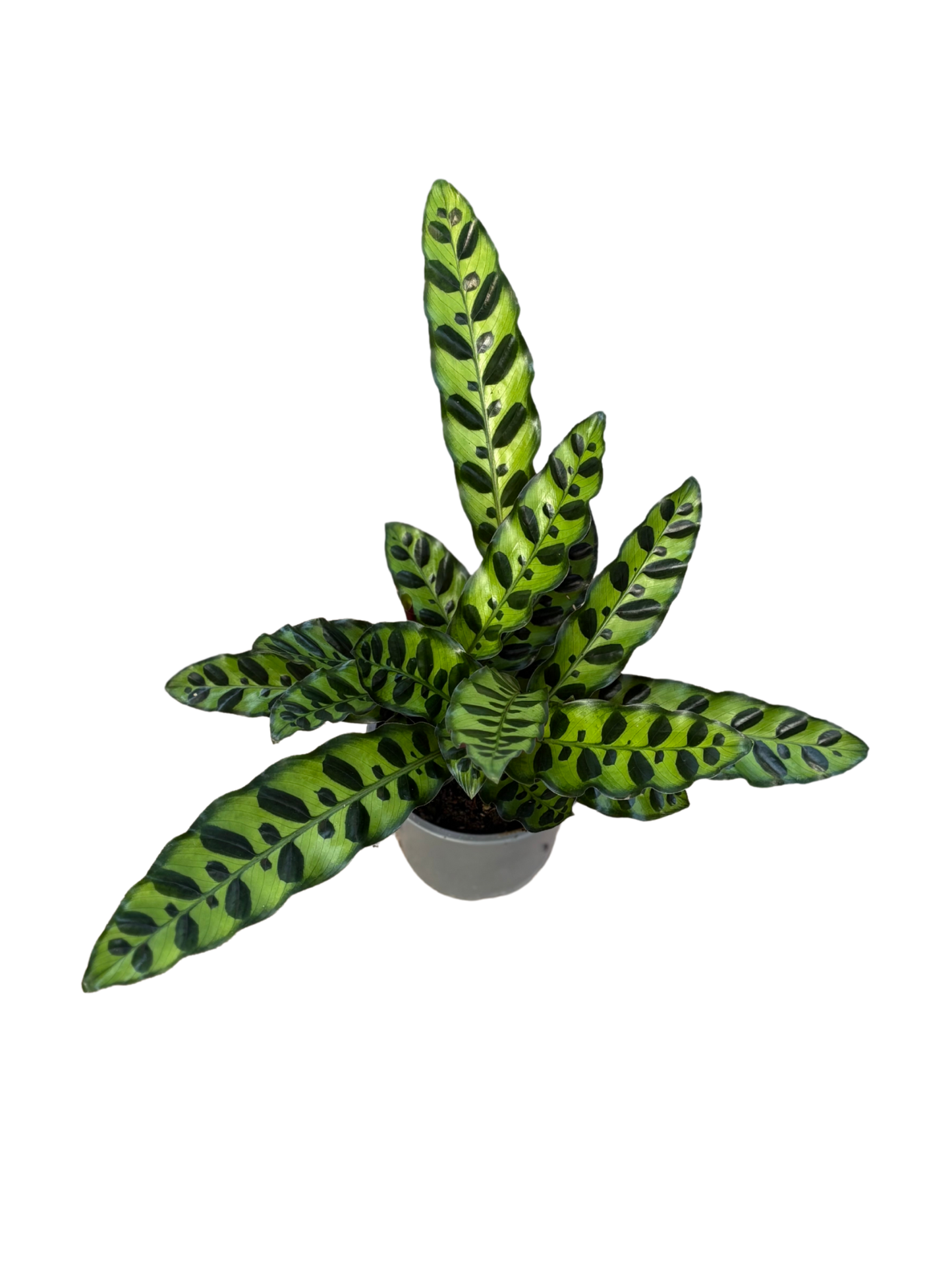 Calathea lancifolia 'Rattlesnake Plant’ in 12 cm pot