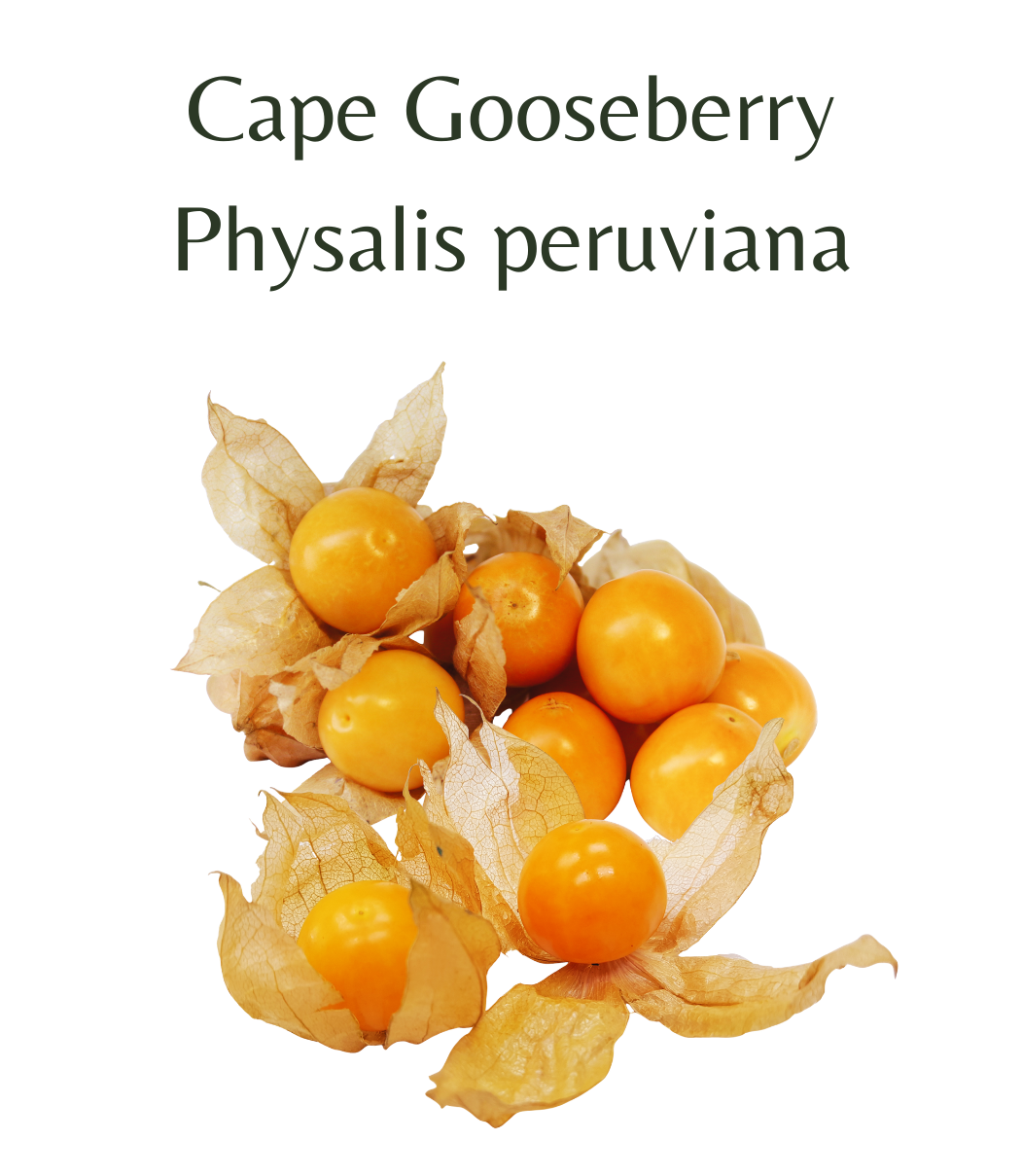 Cape_Gooseberry_20_seeds
