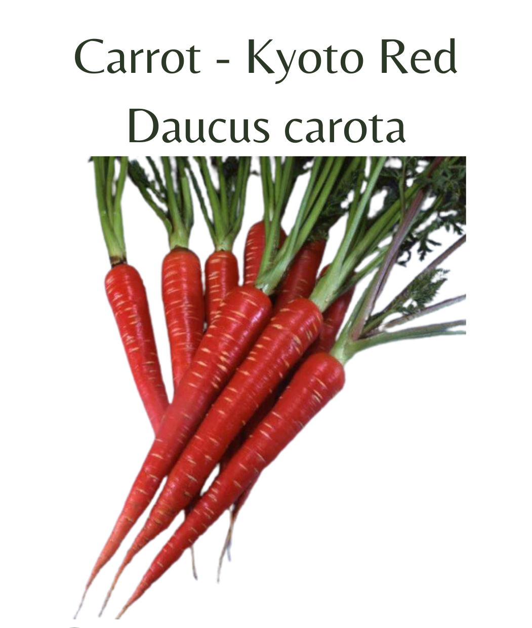 Carrot_-_Kyoto_Red_200_seeds