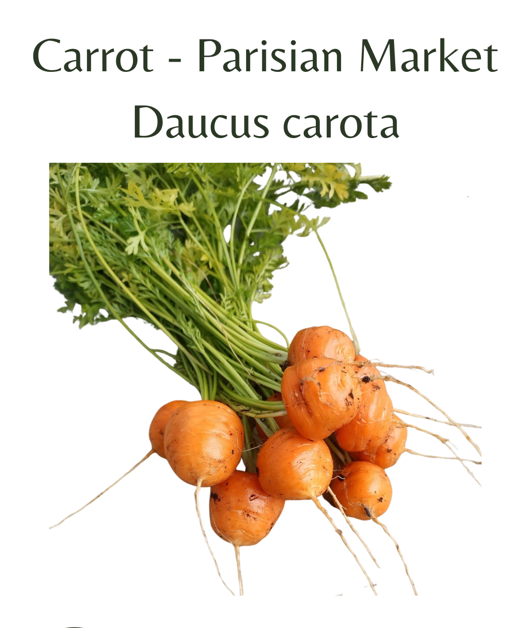 Carrot_-_Parisian_Market_500_seeds
