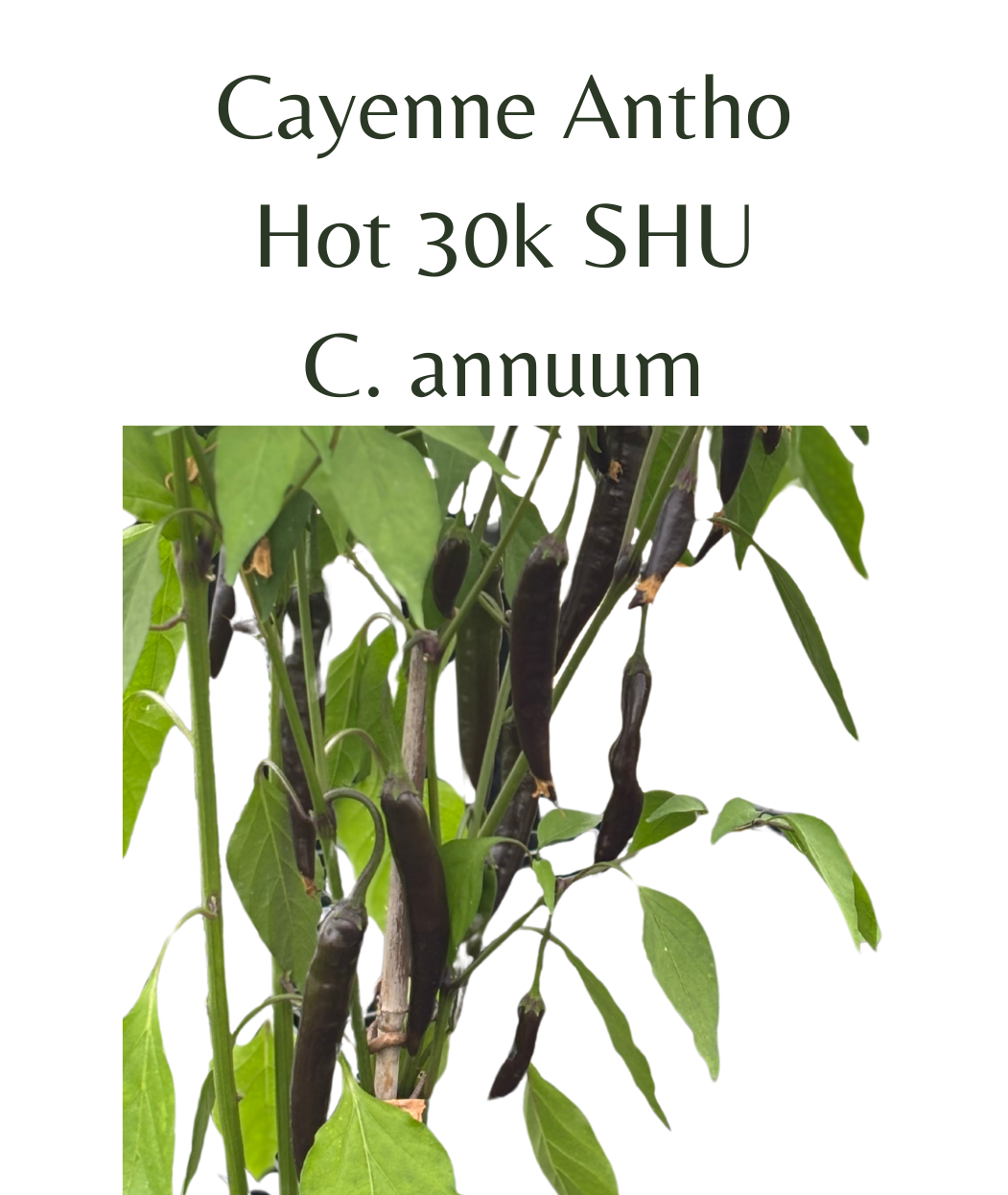 Cayenne Antho Seeds (10 seeds) - Rasmussen Gardens