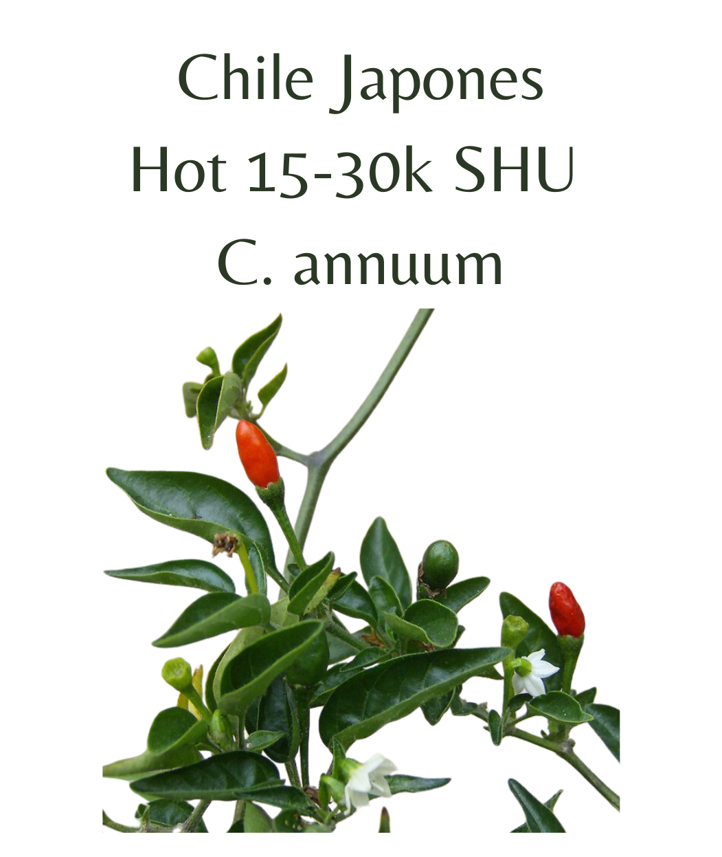 Chile Japones Chilli Seeds (10 seeds) (Copy) - Rasmussen Gardens