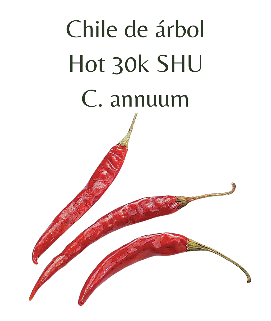 Chile de árbol Chilli Seeds (10 seeds) - Rasmussen Gardens