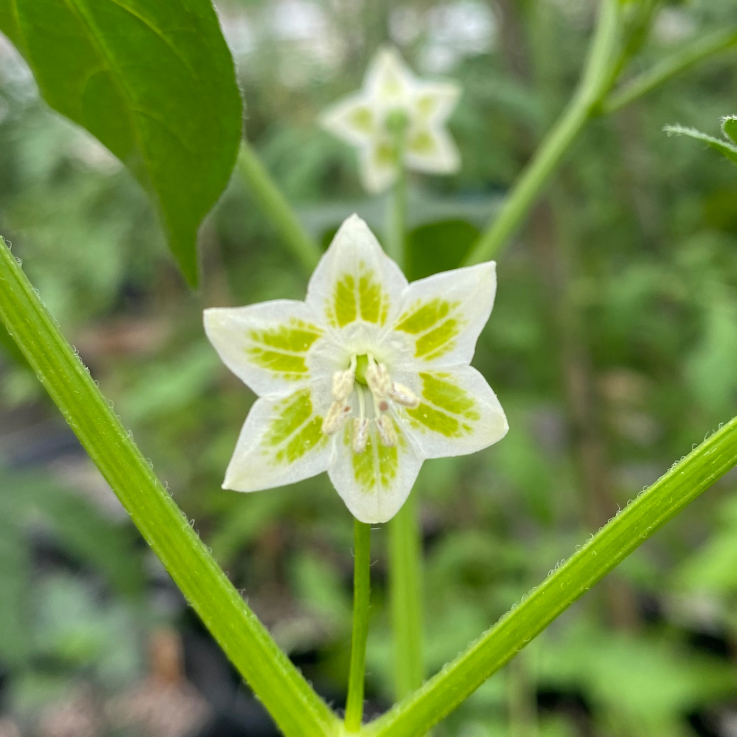 Corolla with yellow spots - C. baccatum