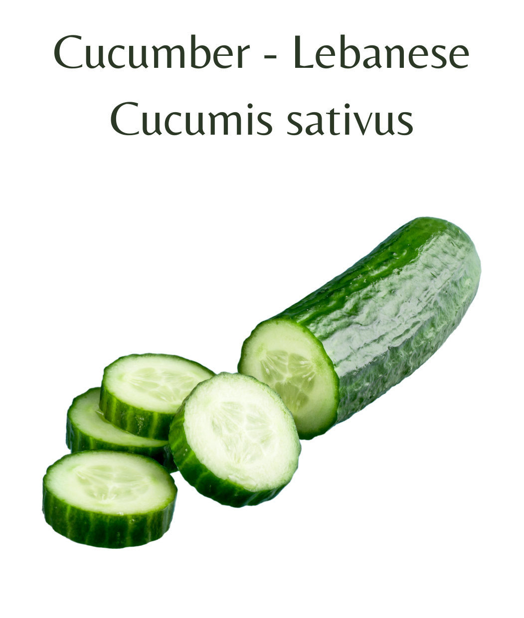 Cucumber_-_Lebanese_20_seeds
