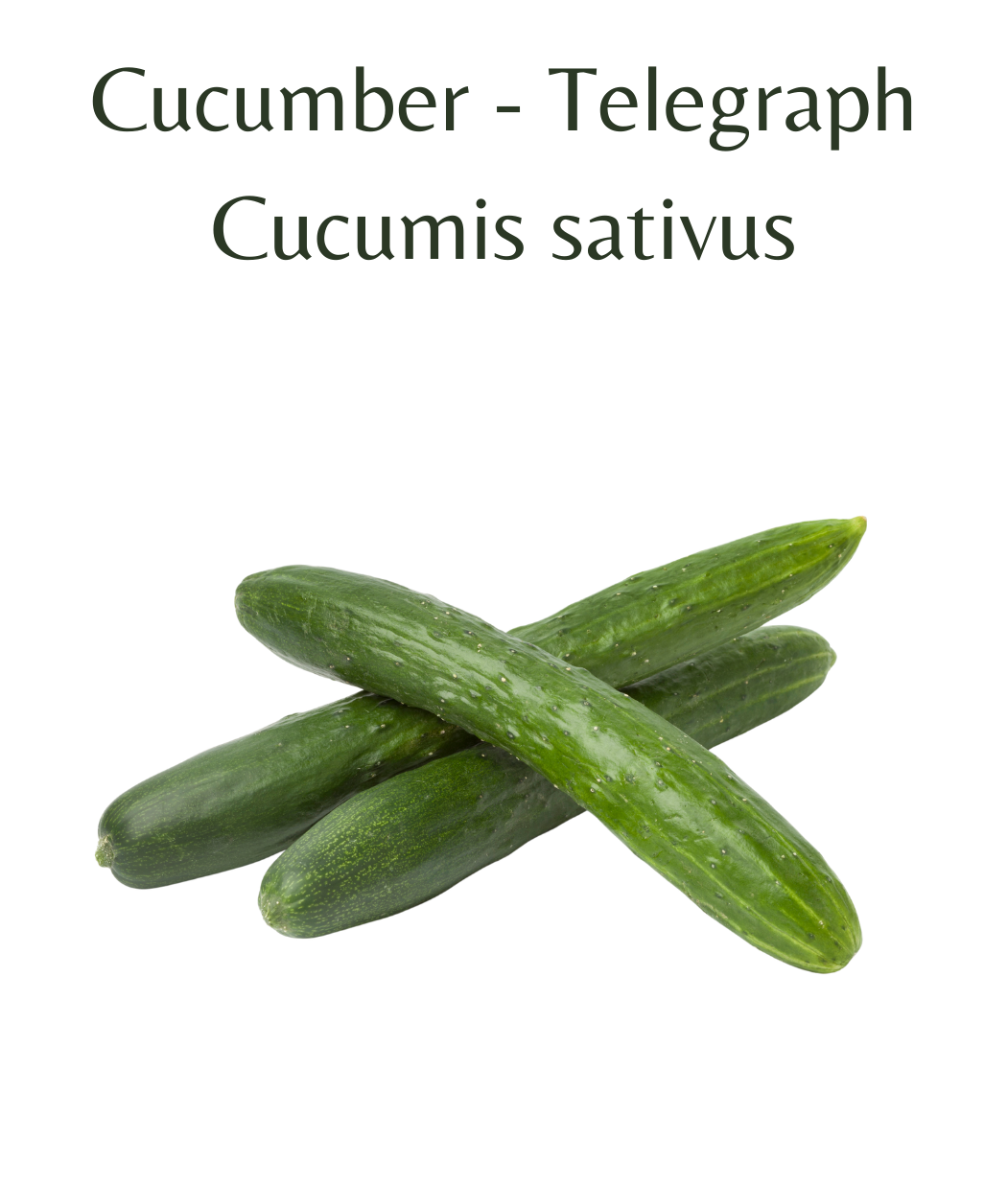 Cucumber_-_Telegraph_20_seeds