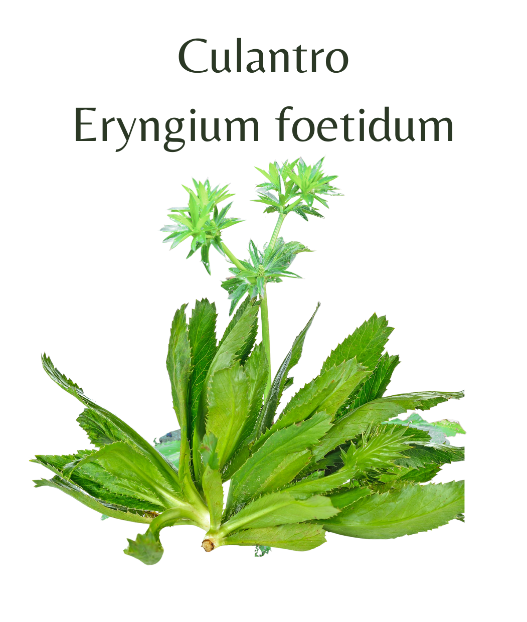 Culantro (100 seeds)  Rasmussen Gardens