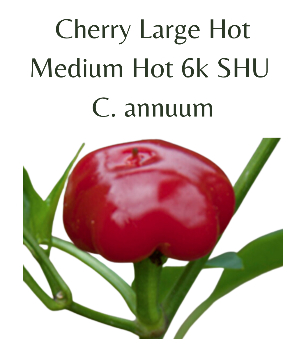 Cherry Large Hot Chilli Seeds (10 seeds) - Rasmussen Gardens