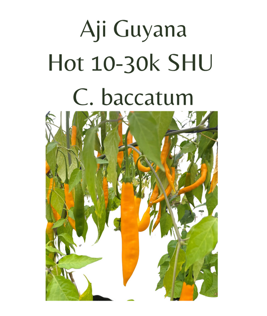 Aji Guyana Chilli Seeds (10 seeds) - Rasmussen Gardens