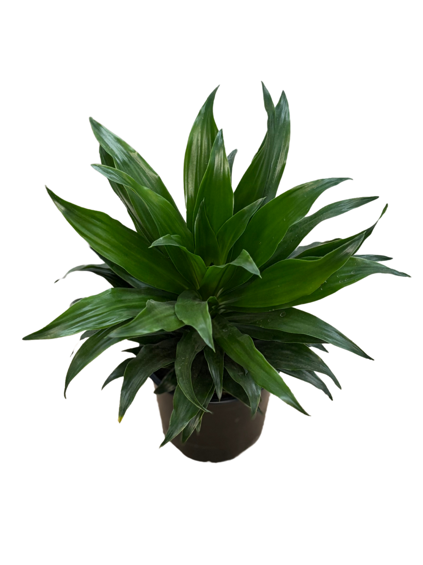 Dracaena compacta ‘Janet Craig’ in 12 cm pot