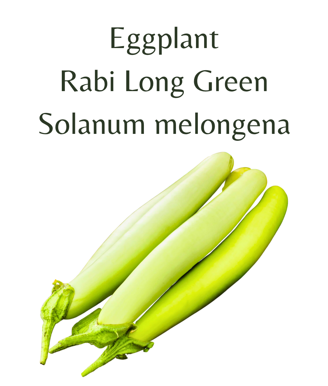 Eggplant_-_Rabi_Long_Green_30_seeds