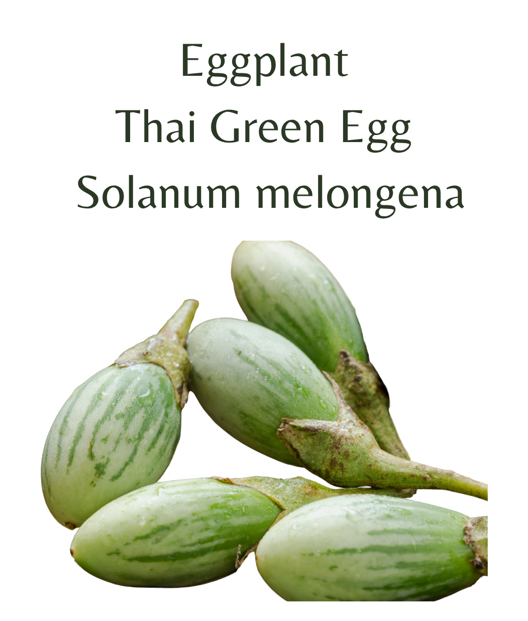 Eggplant_-_Thai_Green_Egg_30_seeds