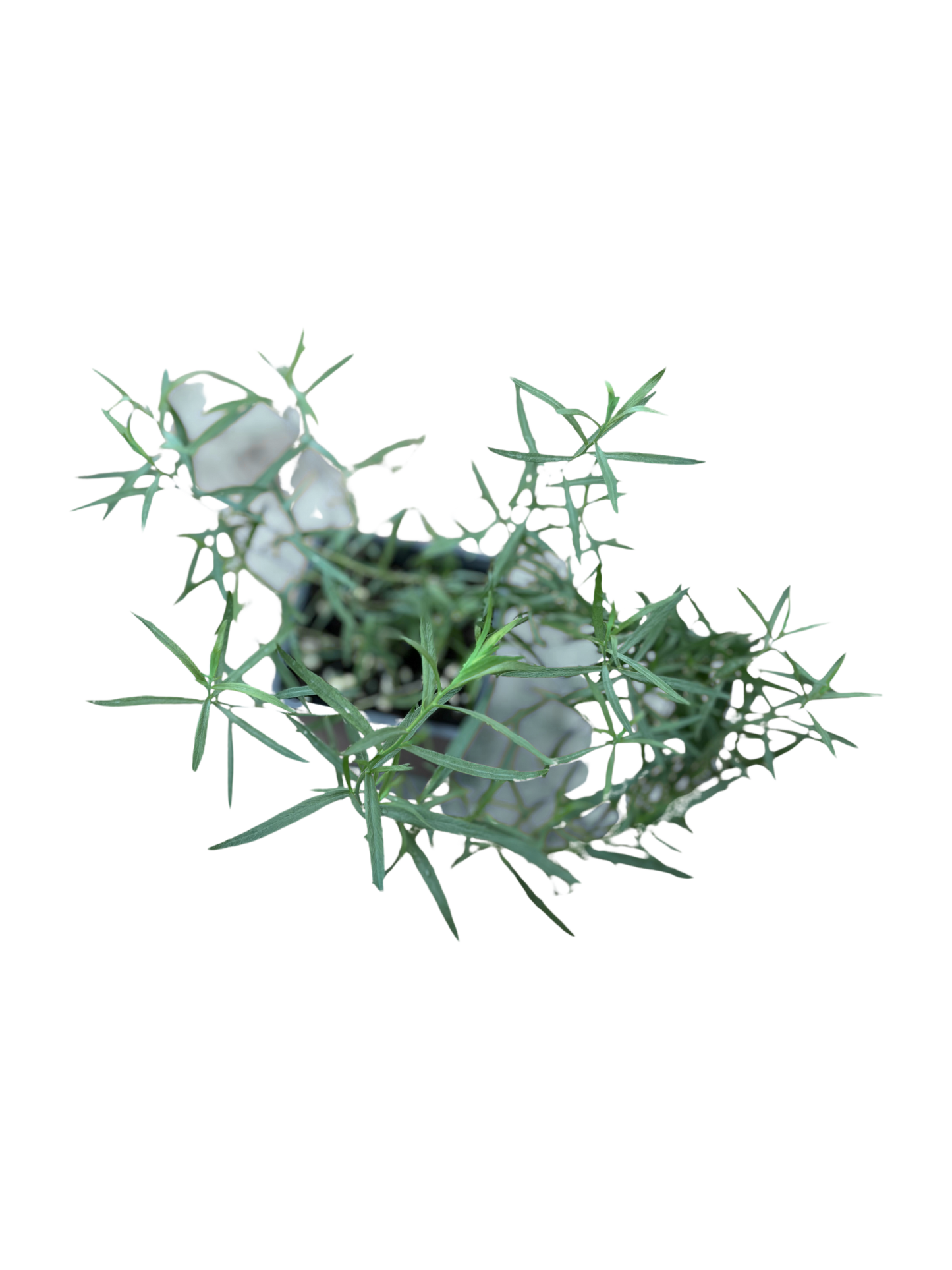 French_Tarragon_-_Herb_in_10cm_pot