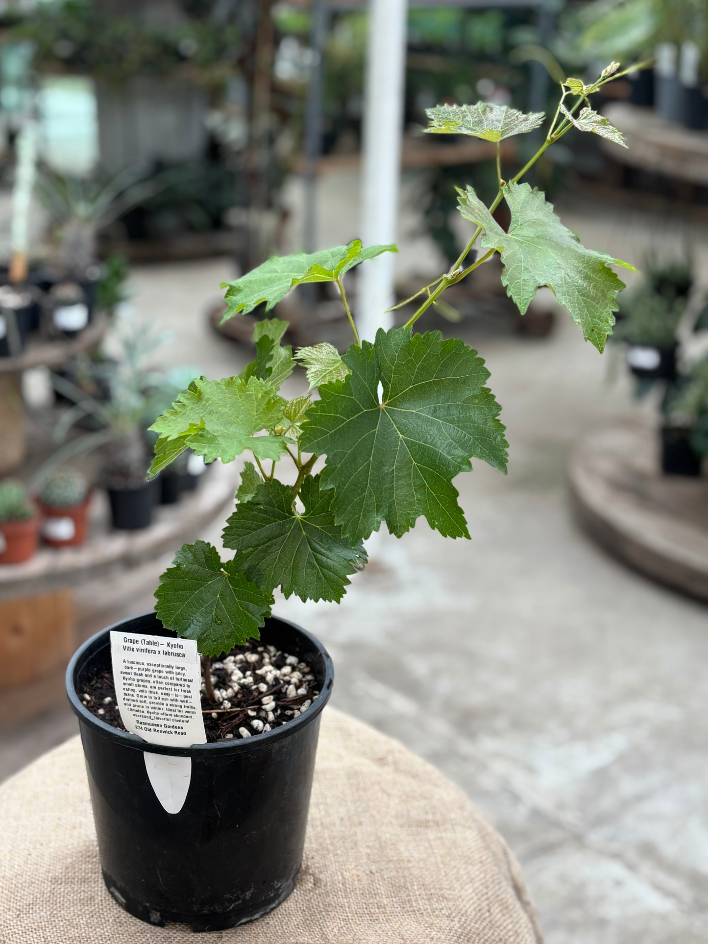 Grape_Table-_Kyoho_in_2L_pot