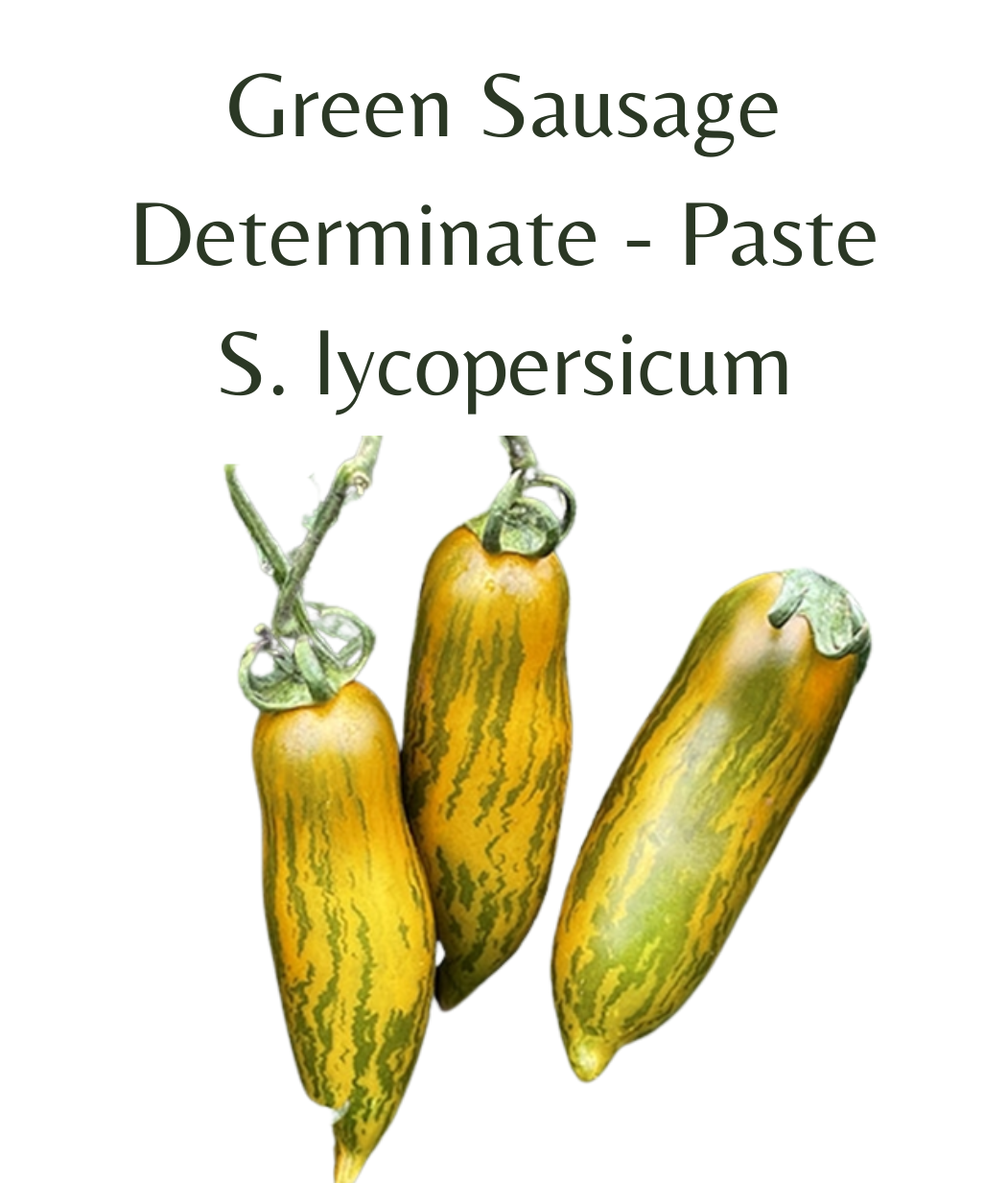 Green_Sausage_Tomato_Plant_in_4_pot