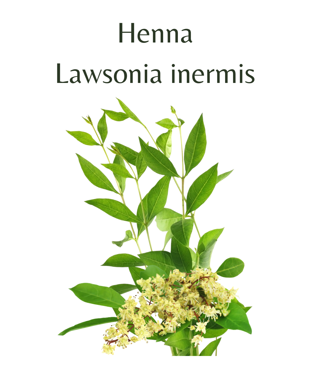 Henna Plant