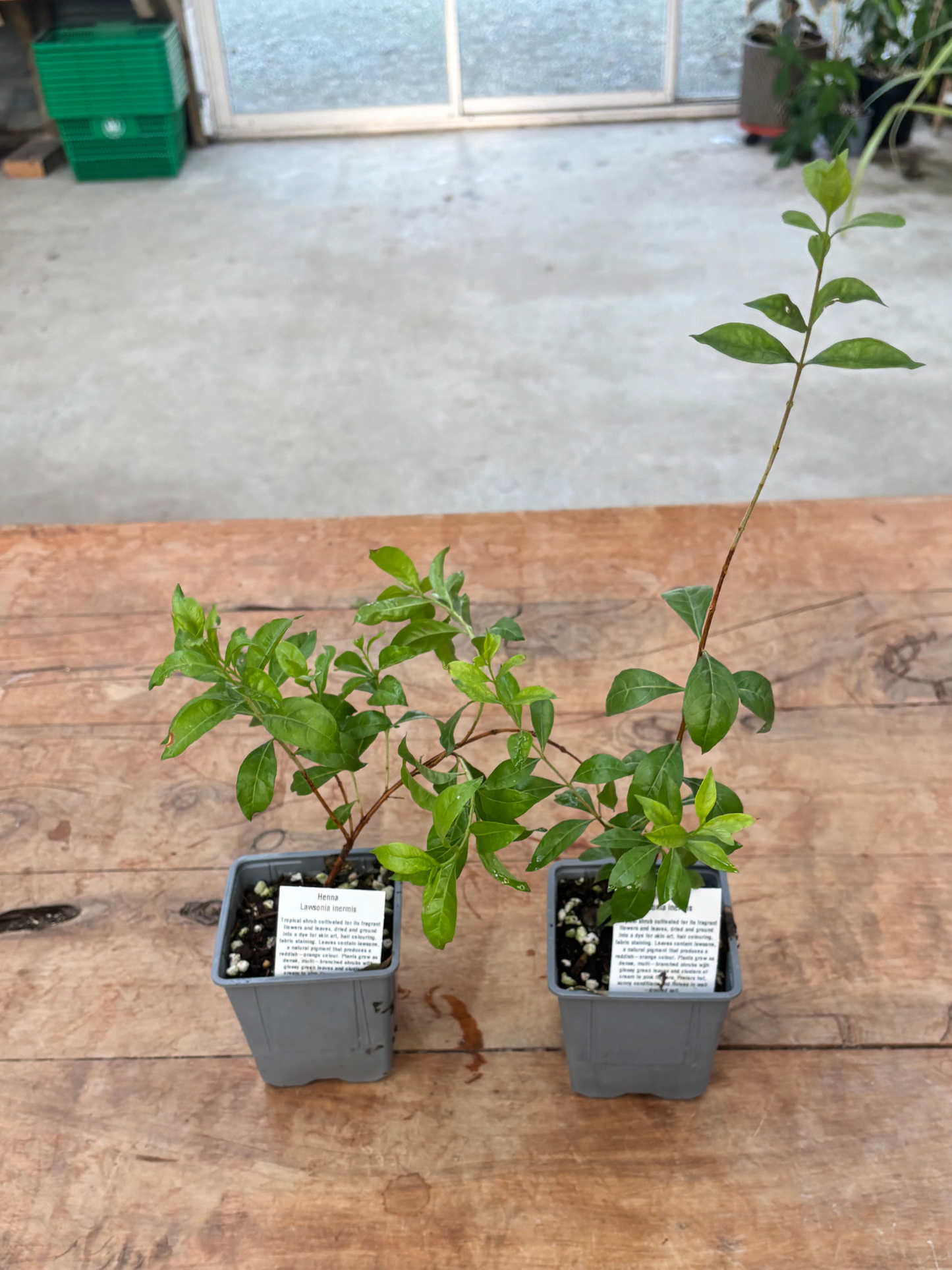 Henna_Plant_-_Lawsonia_inermis_in_pot