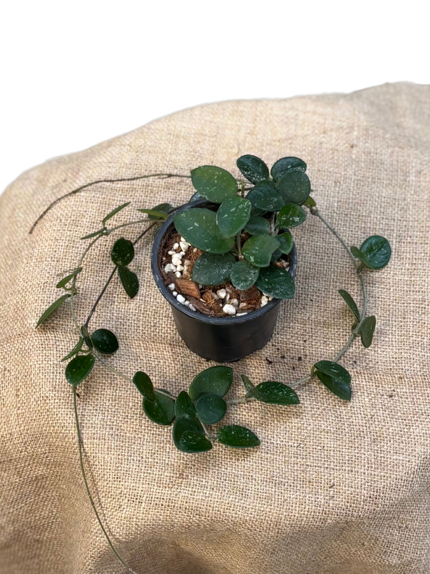 Hoya_Matilde_in_10_cm_Pot