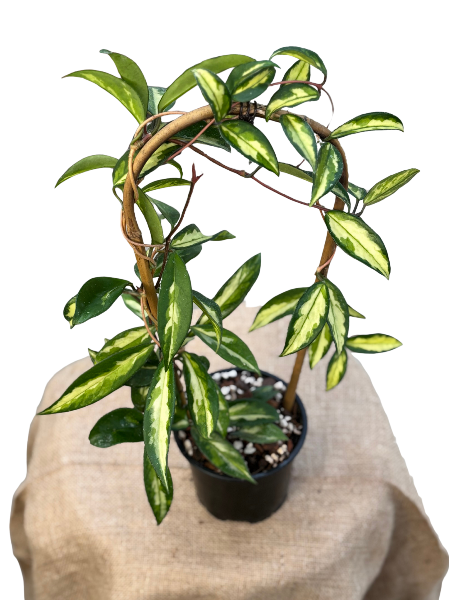Hoya_carnosa_Krimson_Princess_in_12_cm_Pot