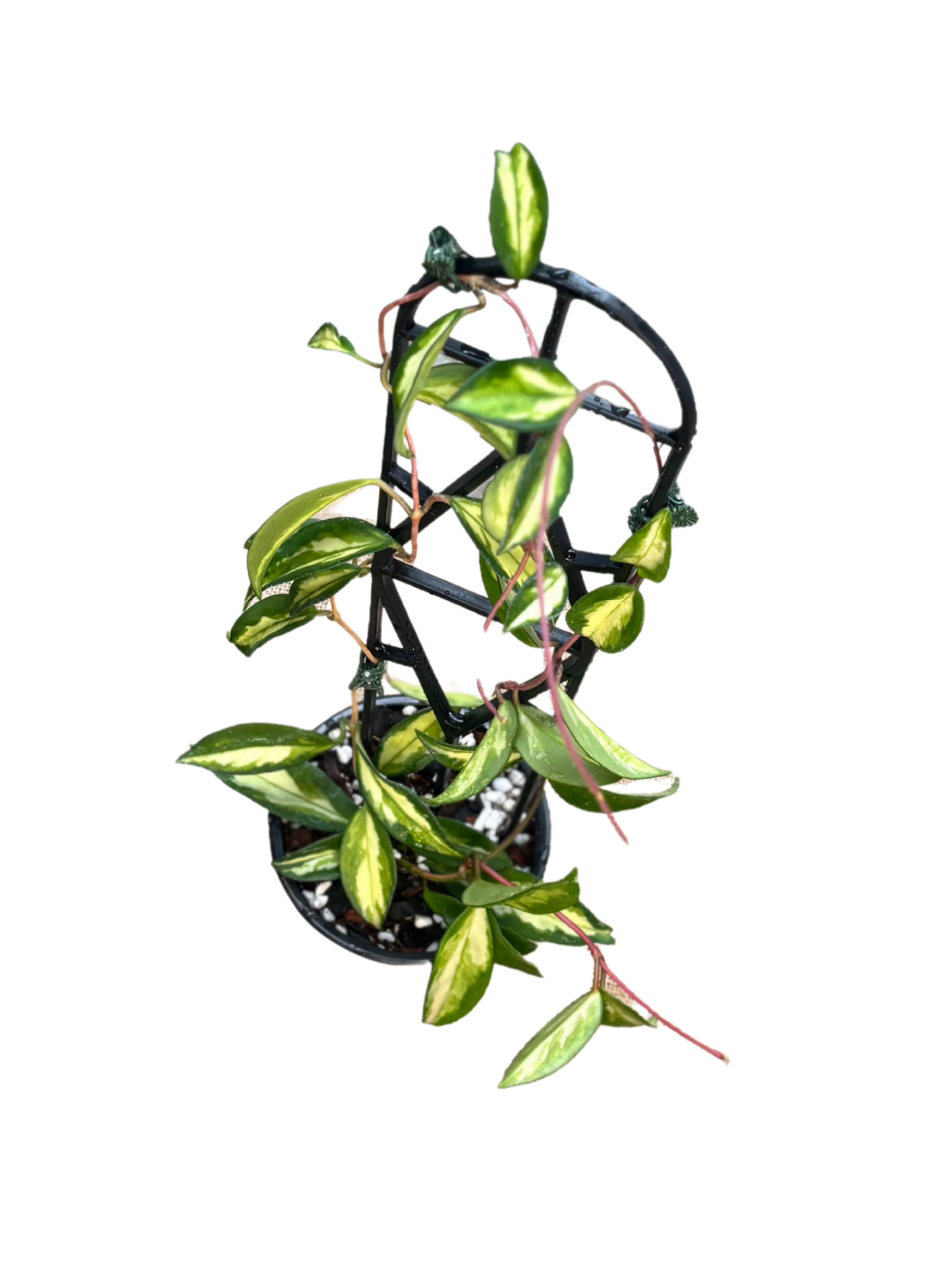 Hoya_carnosa_Krimson_Princess_in_12_cm_Pot