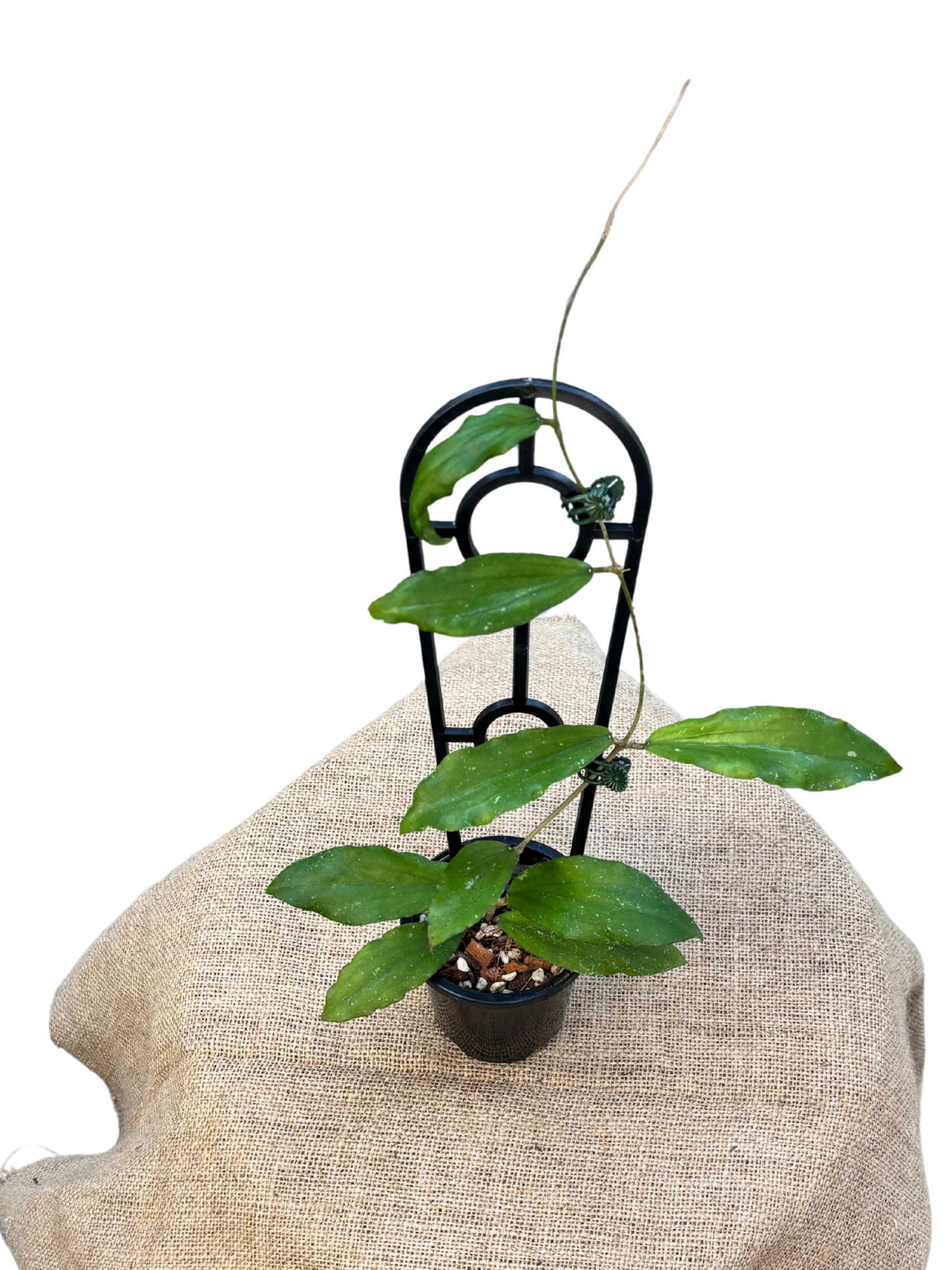 Hoya_erythrina_in_9_cm_Pot