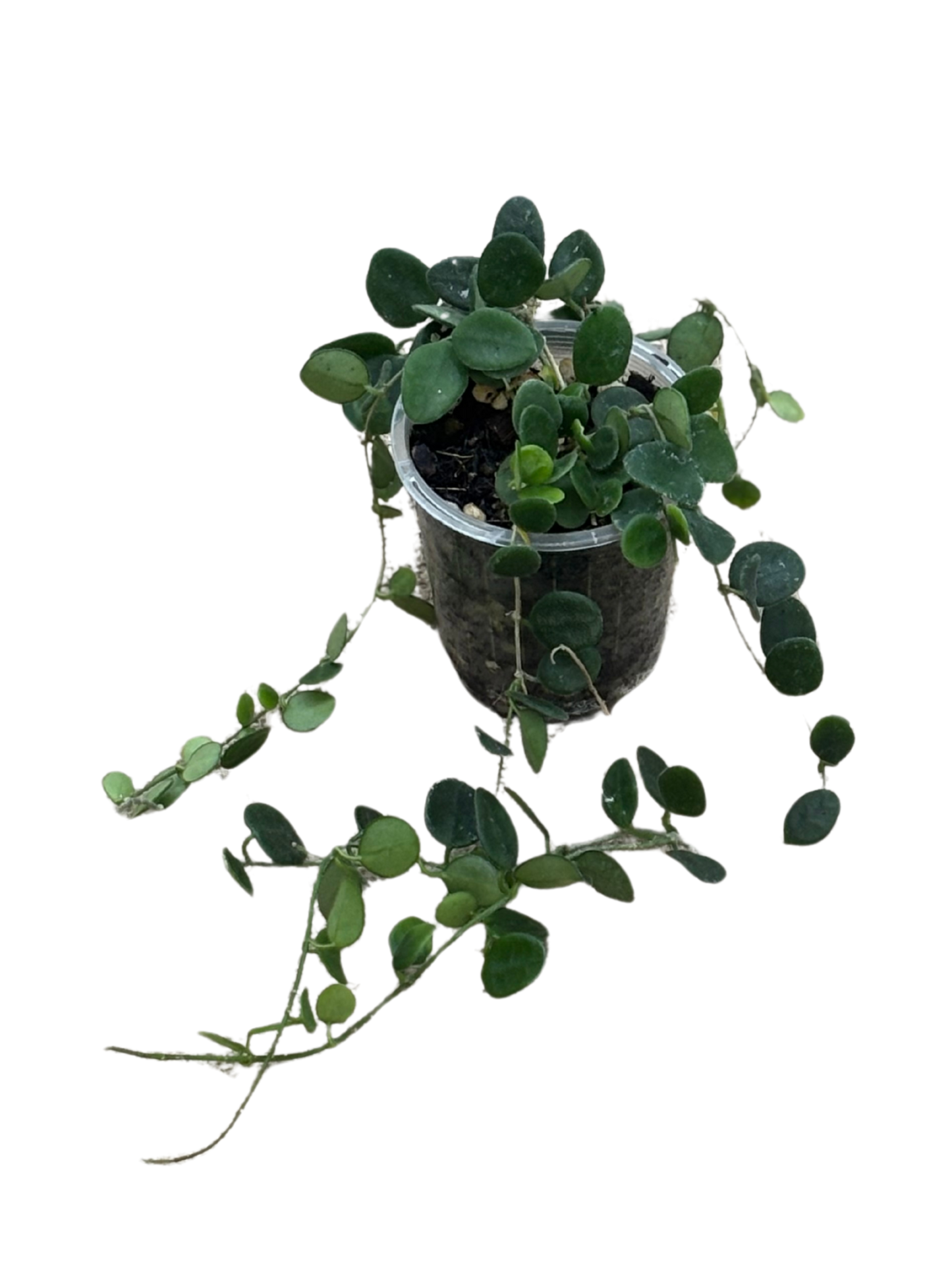 Hoya serpens in 7 cm pot
