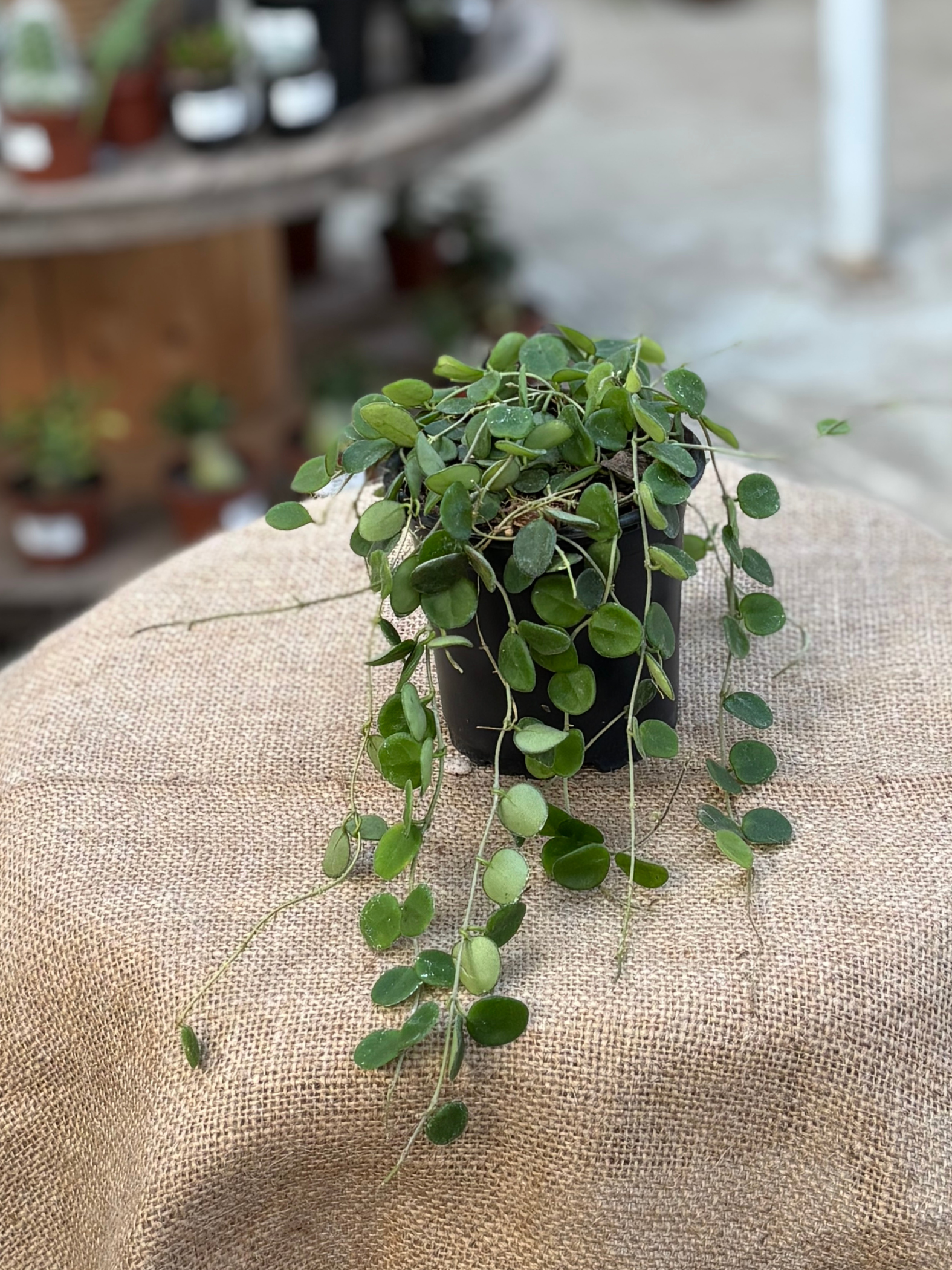 ホヤ hoya serpens セルペンス ロング 3号 吊り ④ Hoya serpens – Rasmussen Gardens