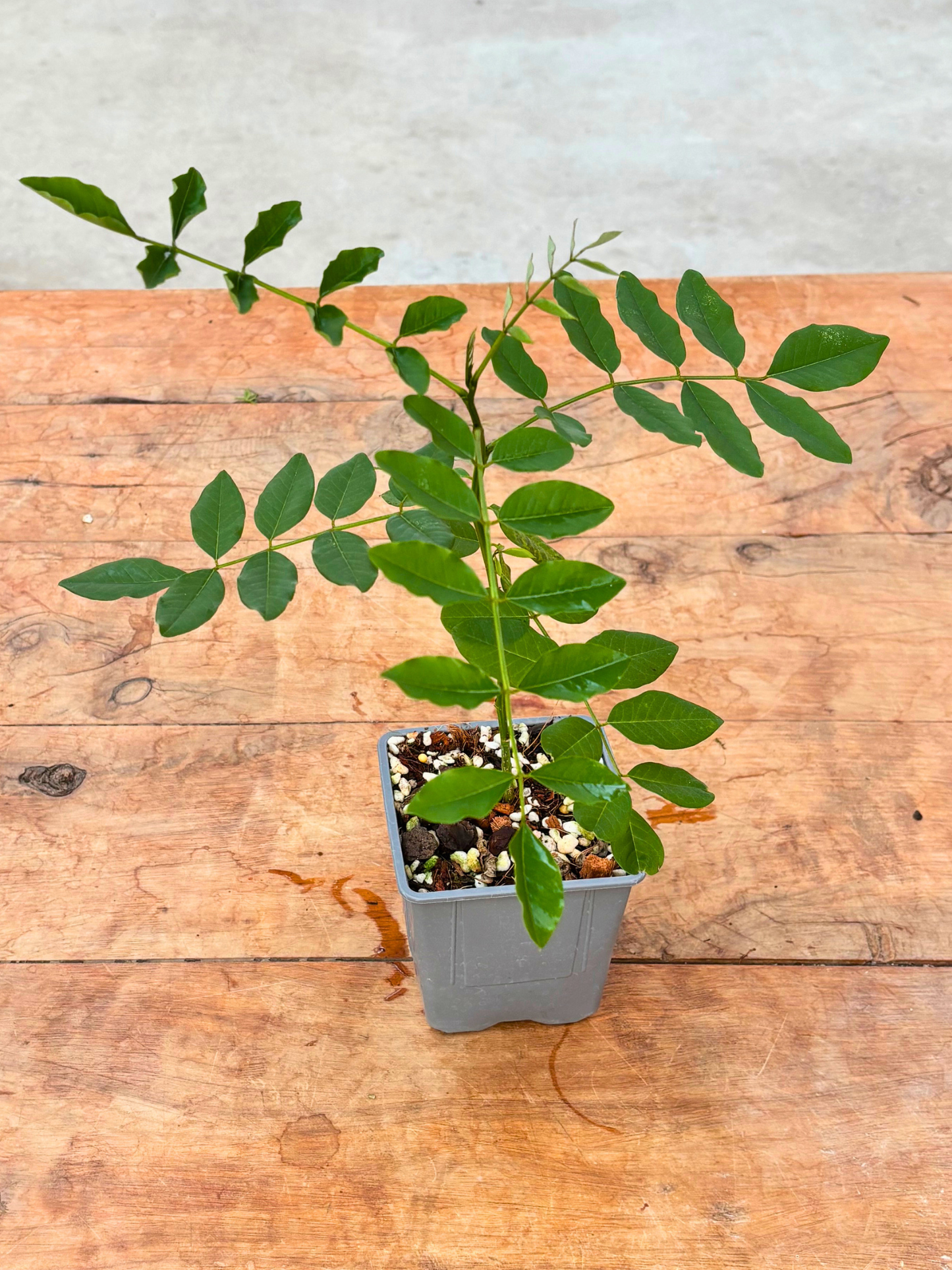 Indigo_Plant_-_Indigofera_tinctoria_in_pot