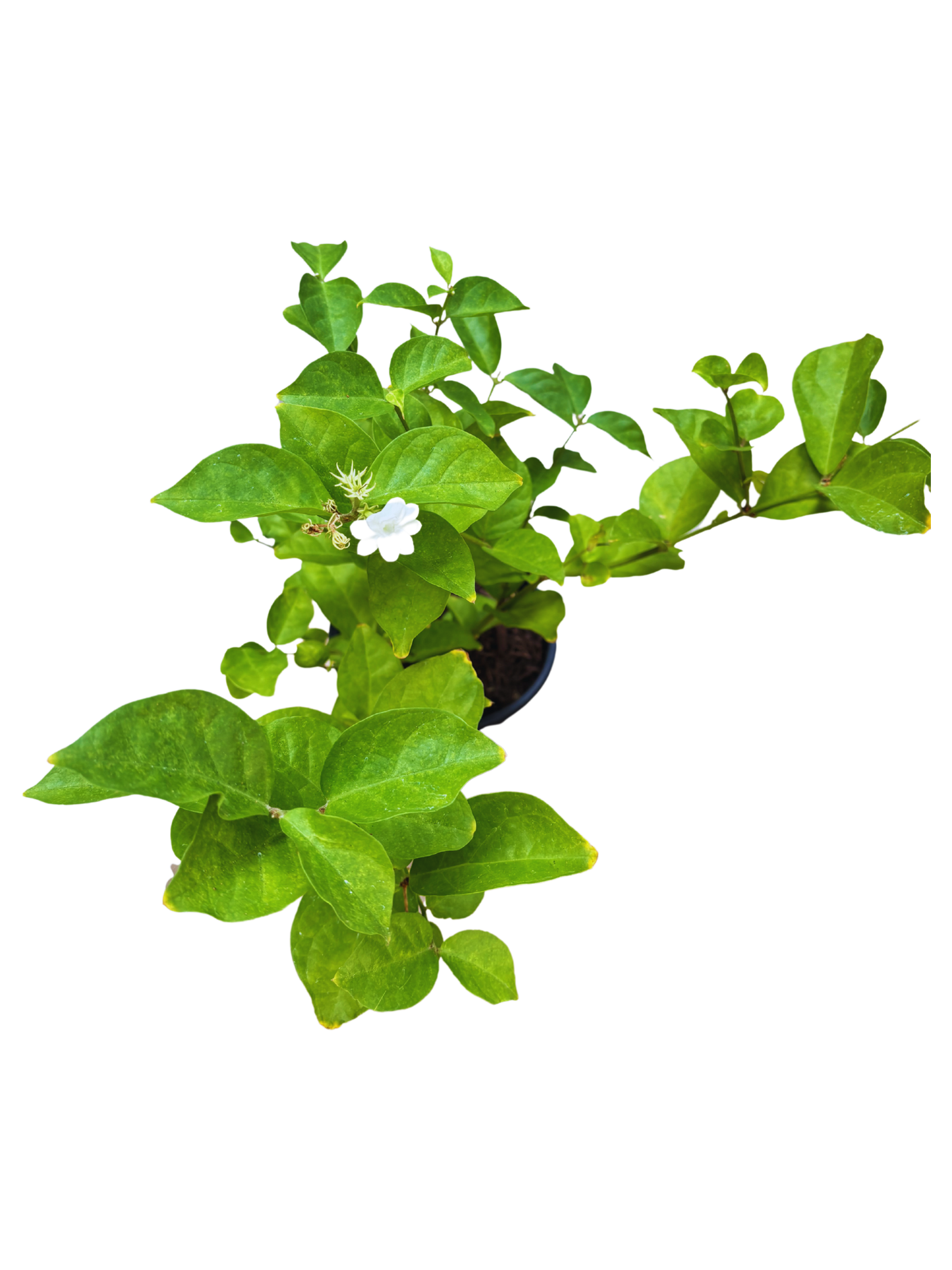 Jasminum_sambac_plant_in_16cm_pot