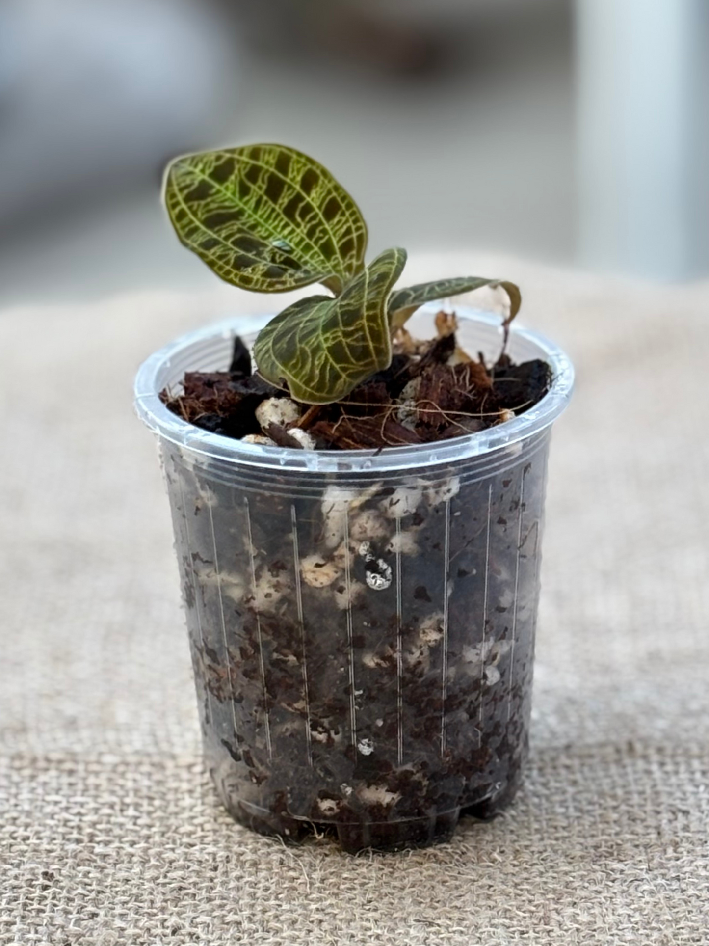 Jewel_Orchid_Macodes_petola_plant_in_7_cm_pot