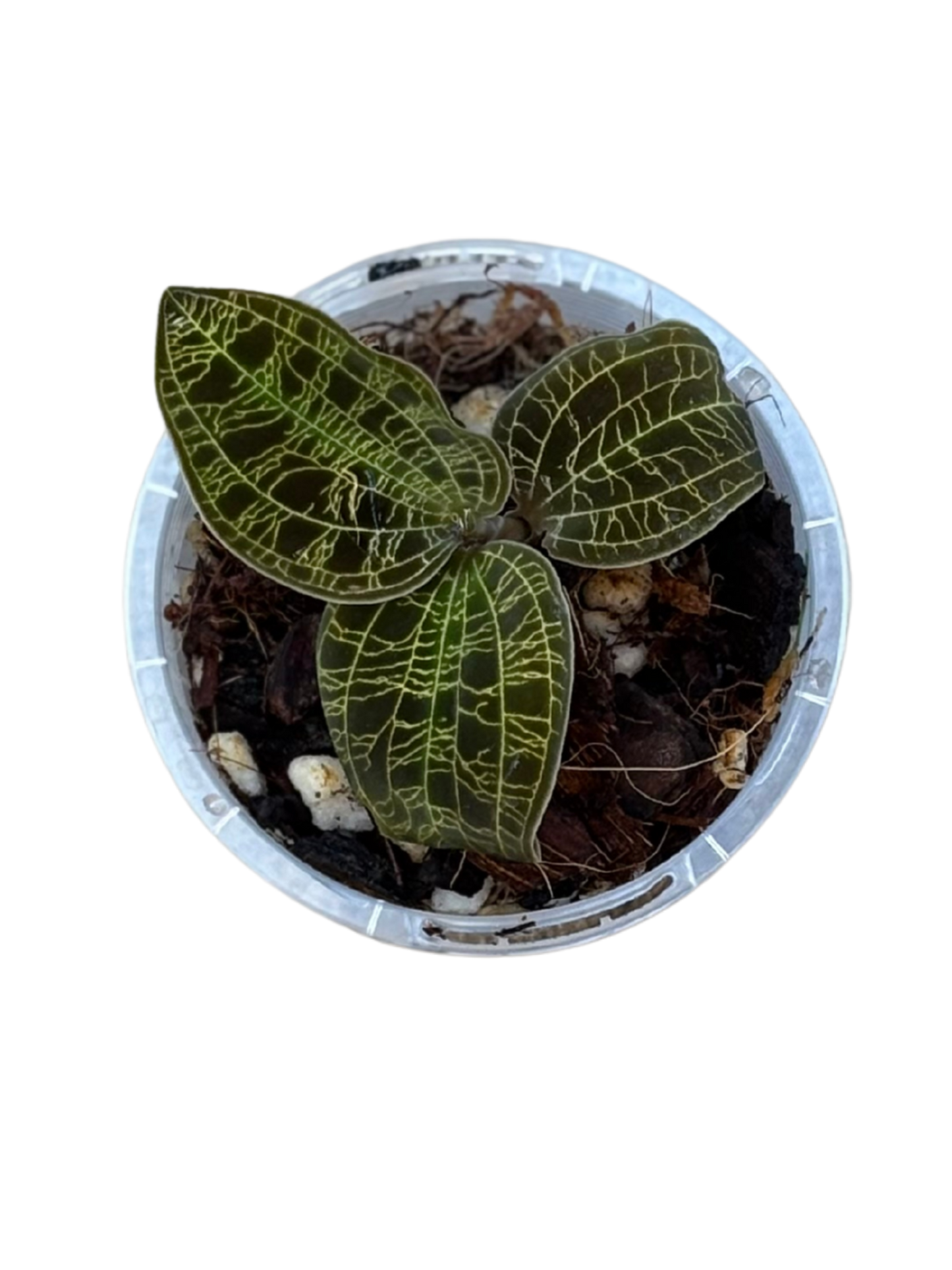 Jewel_Orchid_Macodes_petola_plant_in_7_cm_pot