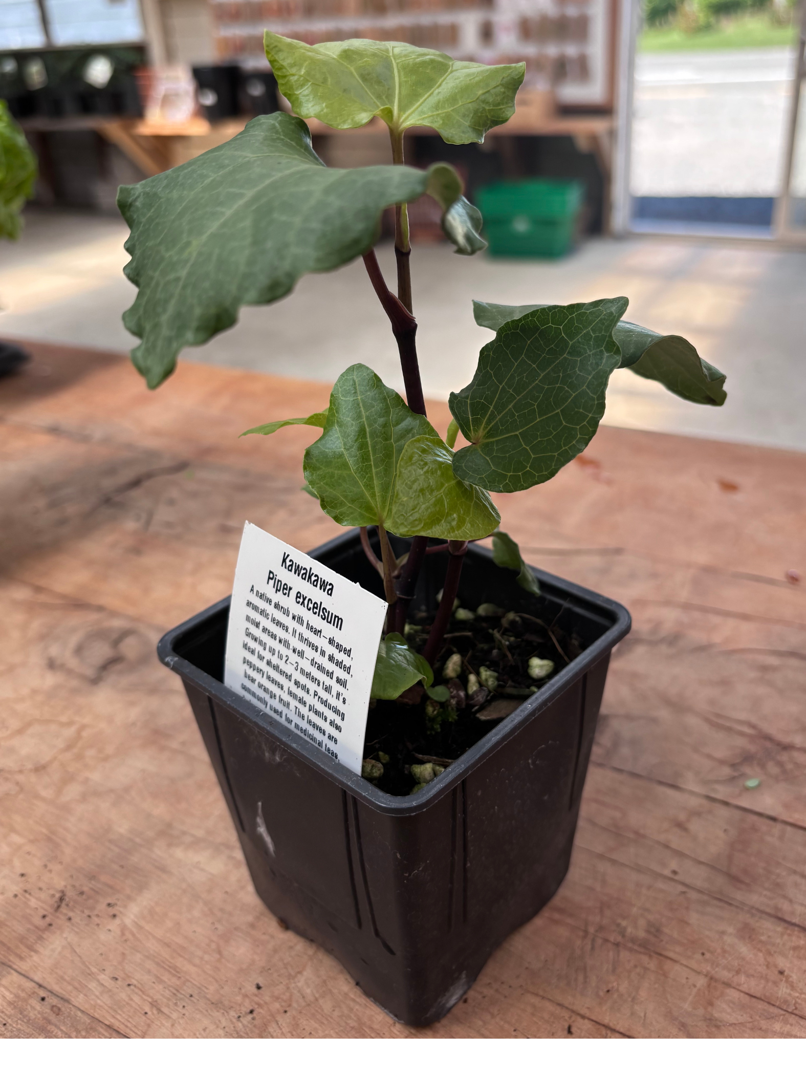 kawakawa indoor plant Kawakawa (Piper excelsum) in a 10cm pot. – Rasmussen Gardens