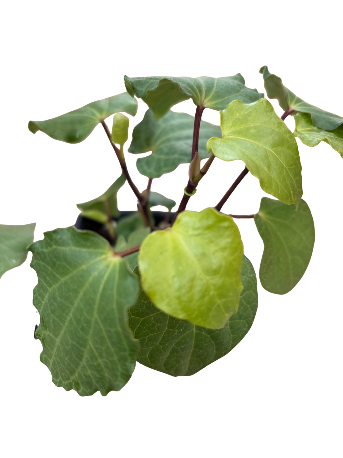 Kawakawa_Piper_excelsum_in_a_10cm_pot