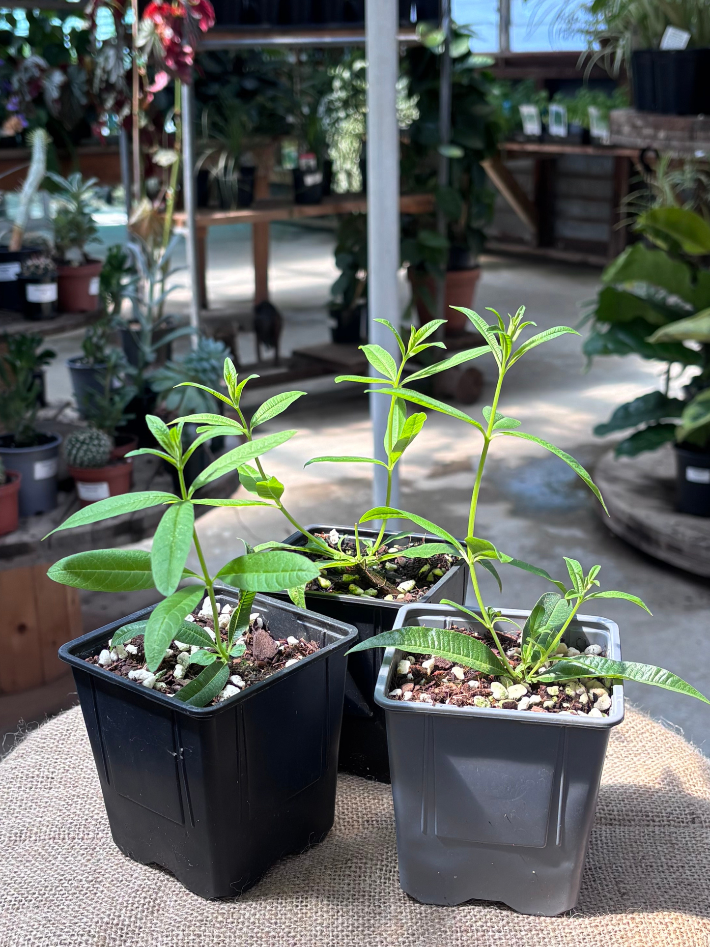 Lemon_Verbena_-_Herb_in_10cm_pot