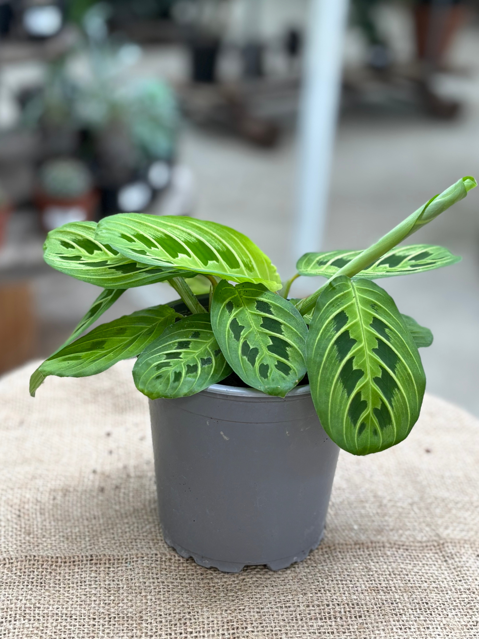 Maranta Leuconeura 'Lemon Lime' plant in 12 cm pot – Rasmussen Gardens