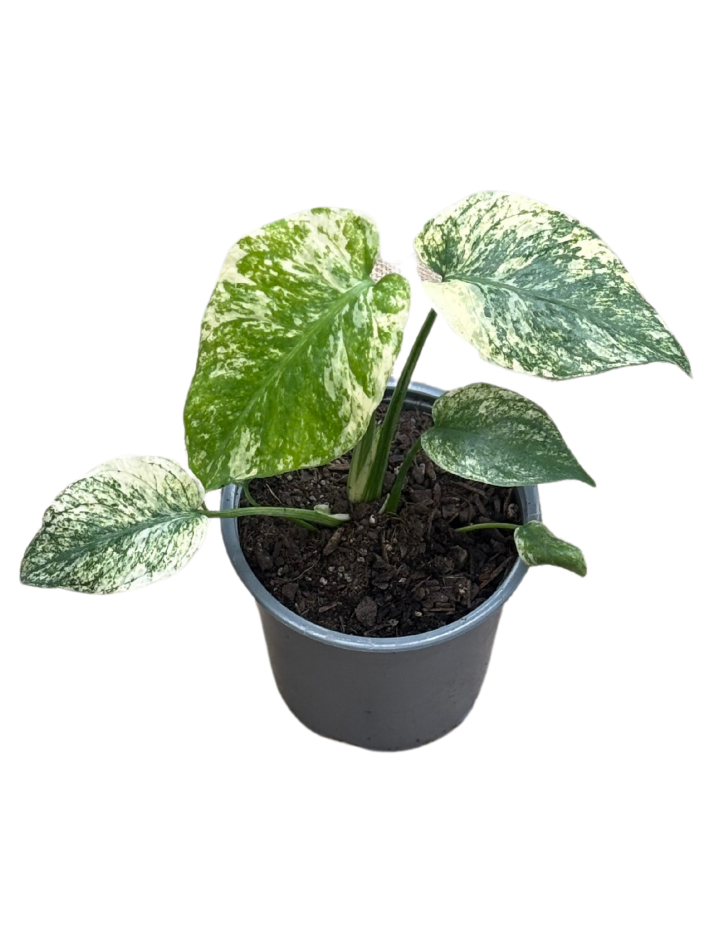 Monstera deliciosa 'Mint' in 12 cm pot