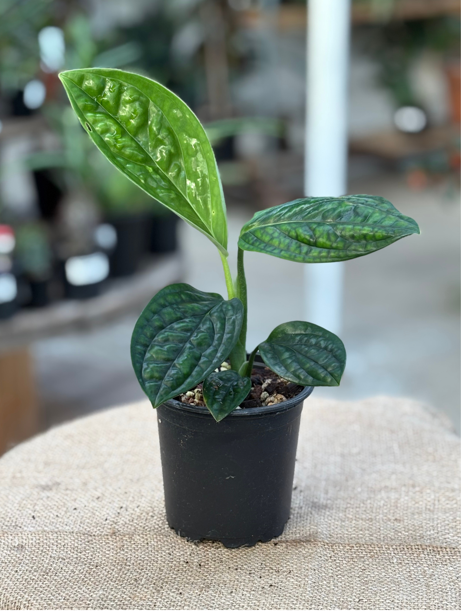 Monstera karstenianum 'Peru' in 10 cm pot – Rasmussen Gardens
