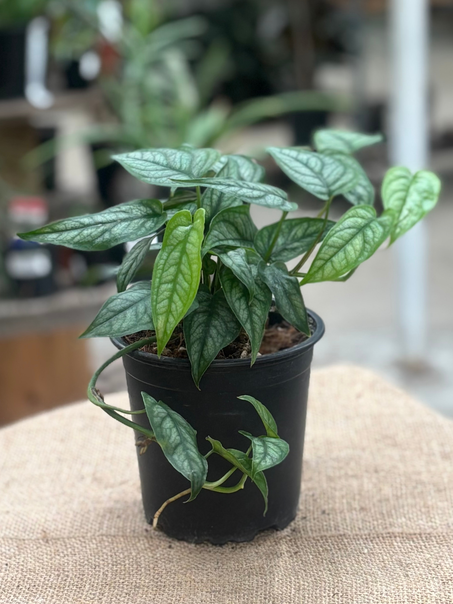 Monstera siltepecana plant in 12 cm pot – Rasmussen Gardens