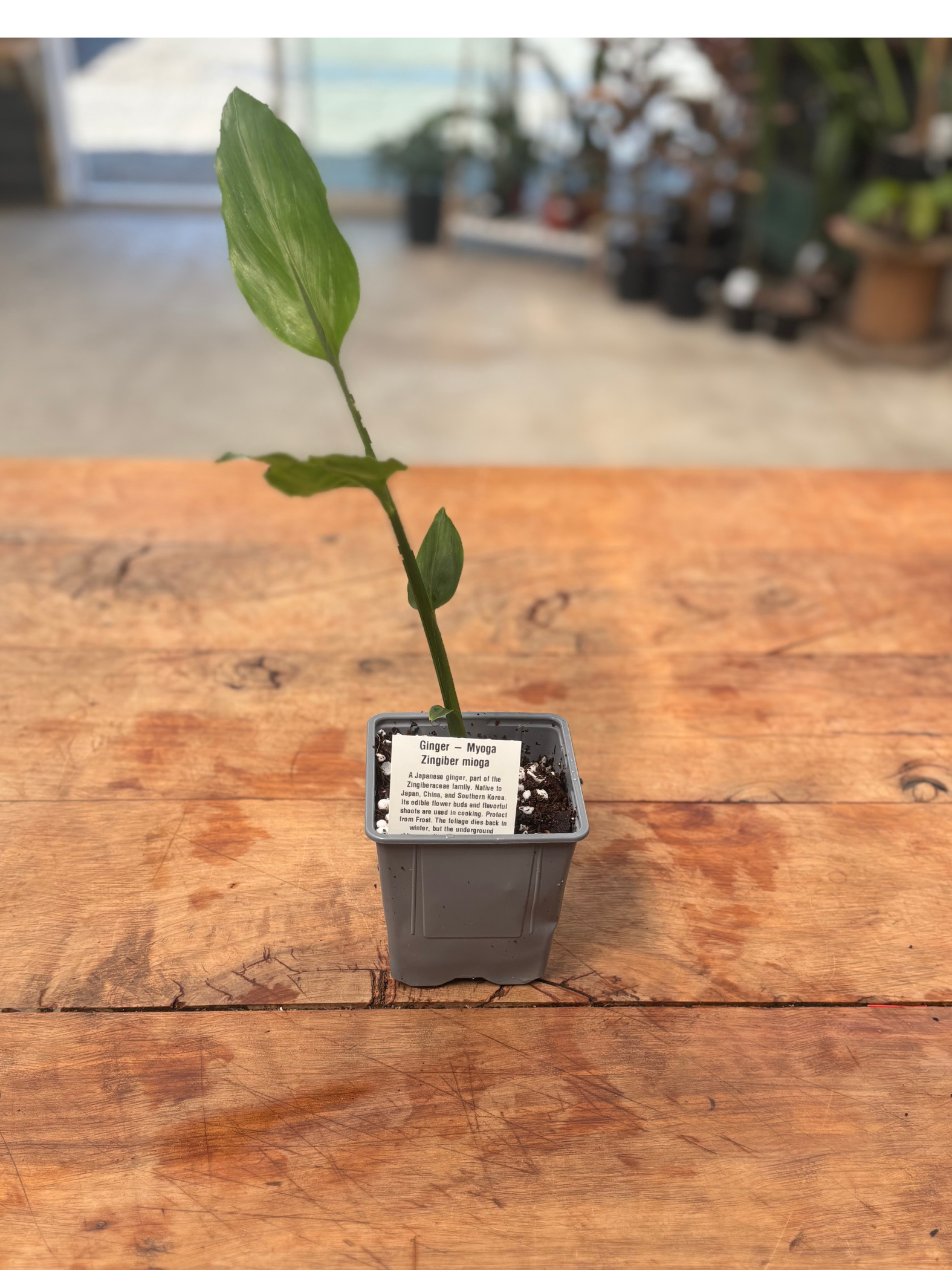 Myoga ginger, Japanese ginger in a 10cm pot. – Rasmussen Gardens