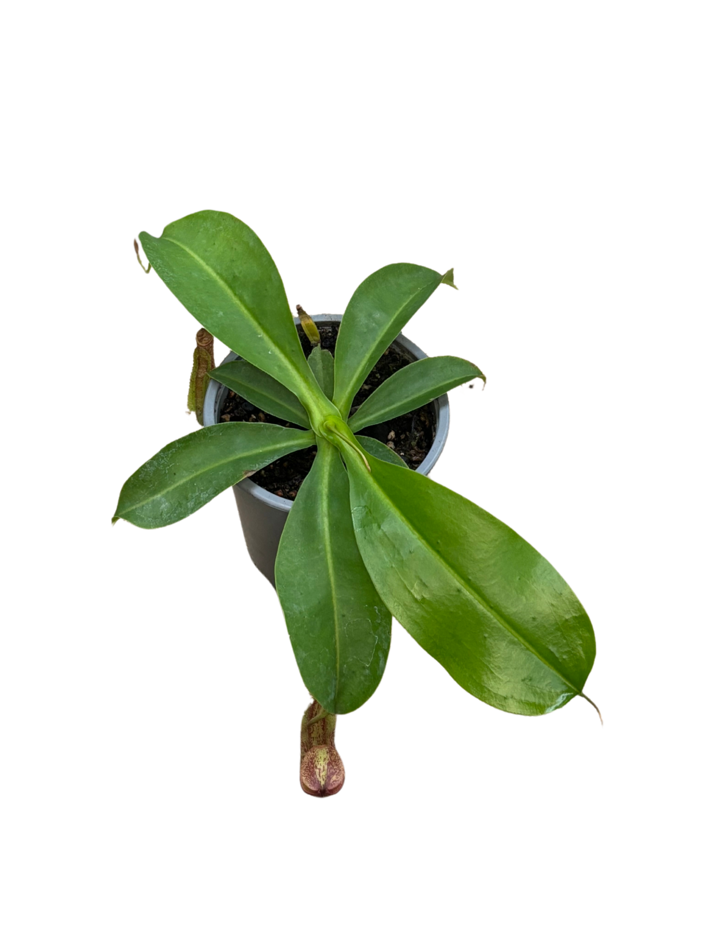 Nepenthes 'Alta' plant in 12 cm pot