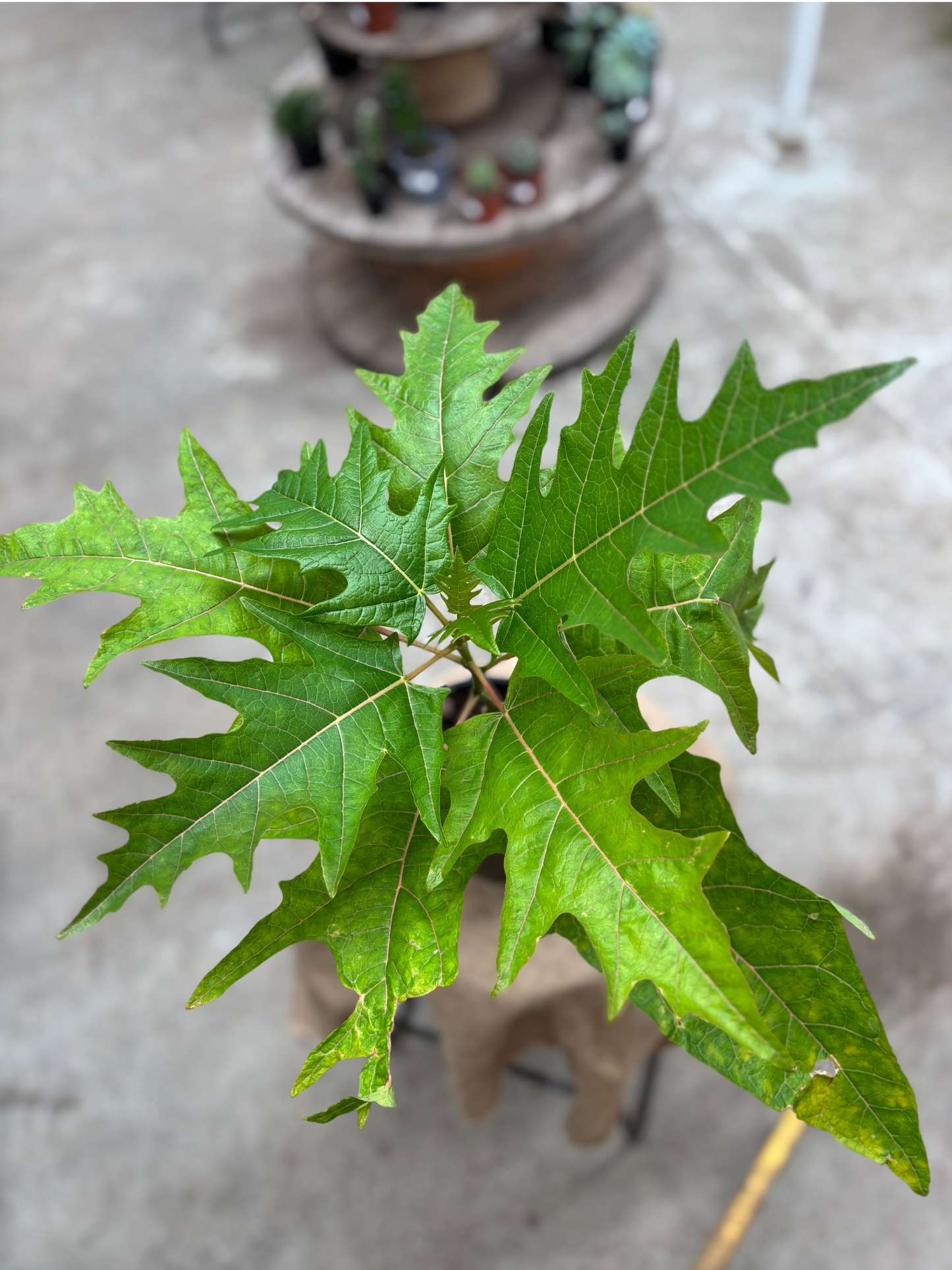 Oak_Leaf_Papaya_in_15cm_pot