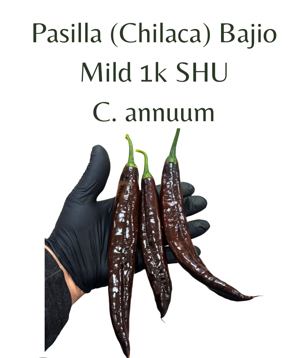 Pasilla_Chilaca_Bajio_Chilli_Seeds_10_seeds