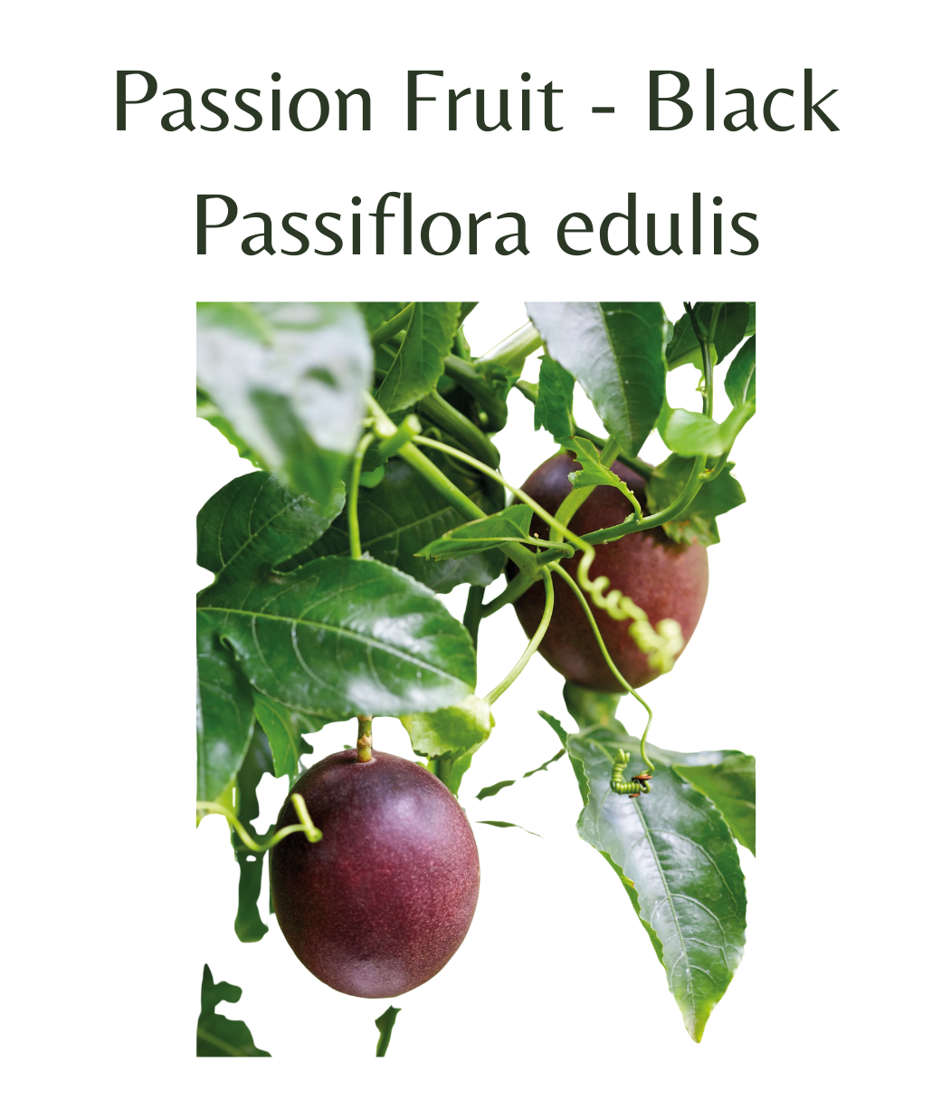 Passion_Fruit_-_Black_15_seeds