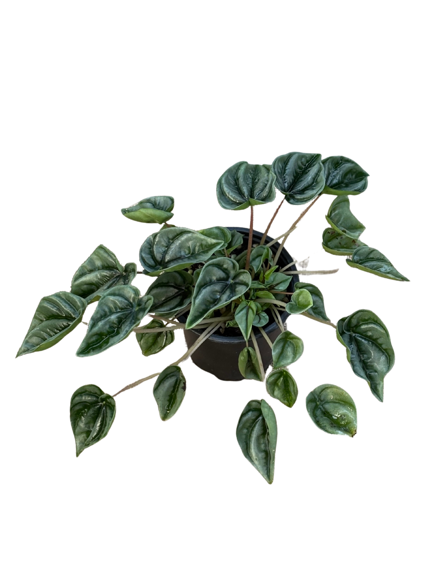 Peperomia_Wavy_Gravy_plant_in_10_cm_pot