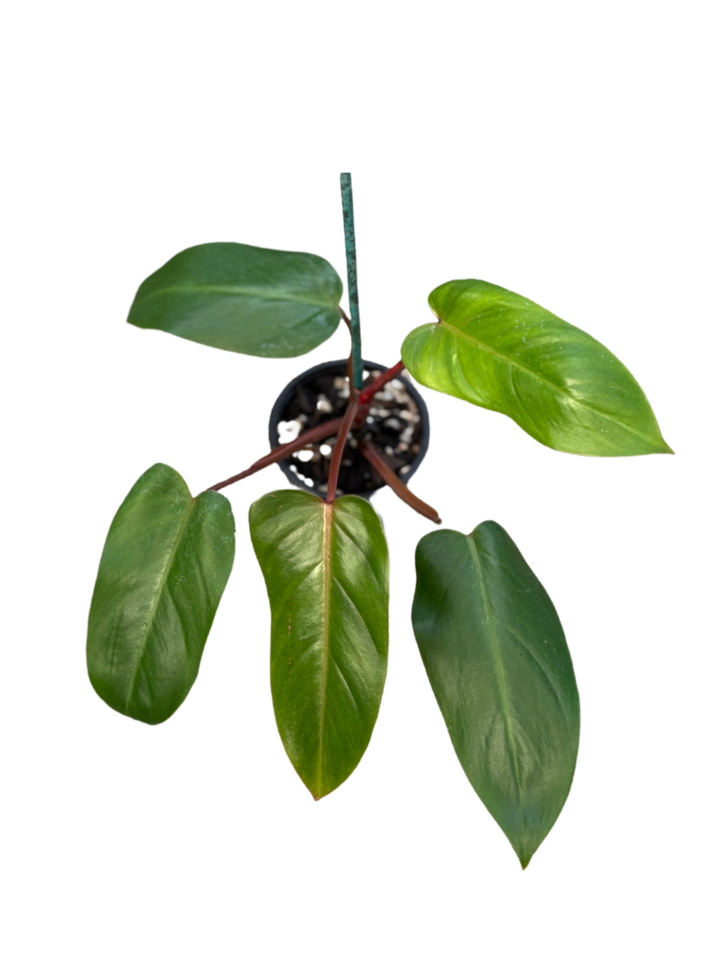 Philodendron ‘Anderson’s Red’ in 10 cm pot
