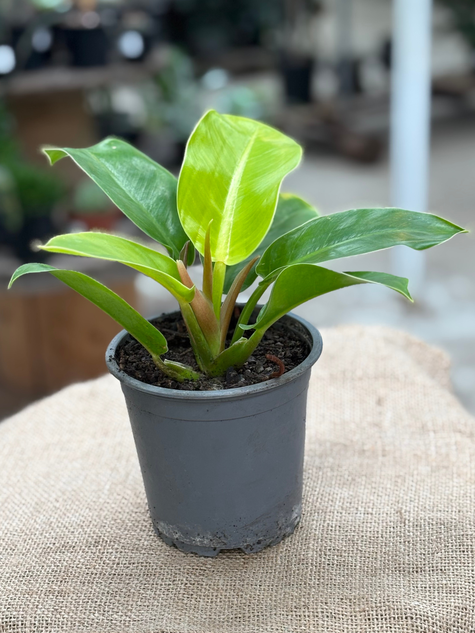 green imperial philodendron Philodendron 'Imperial Green' plant in 12cm pot – Rasmussen Gardens