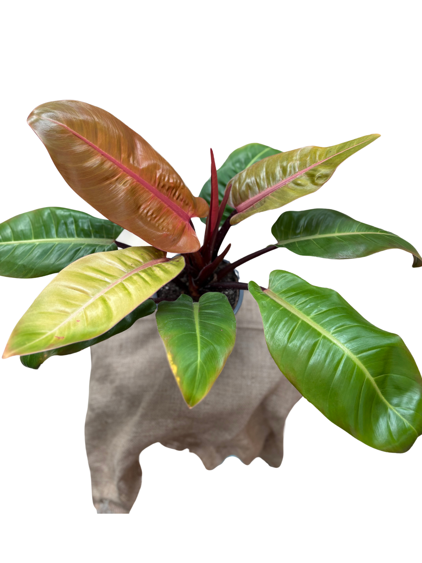 Philodendron_Prince_of_Orange_15cm