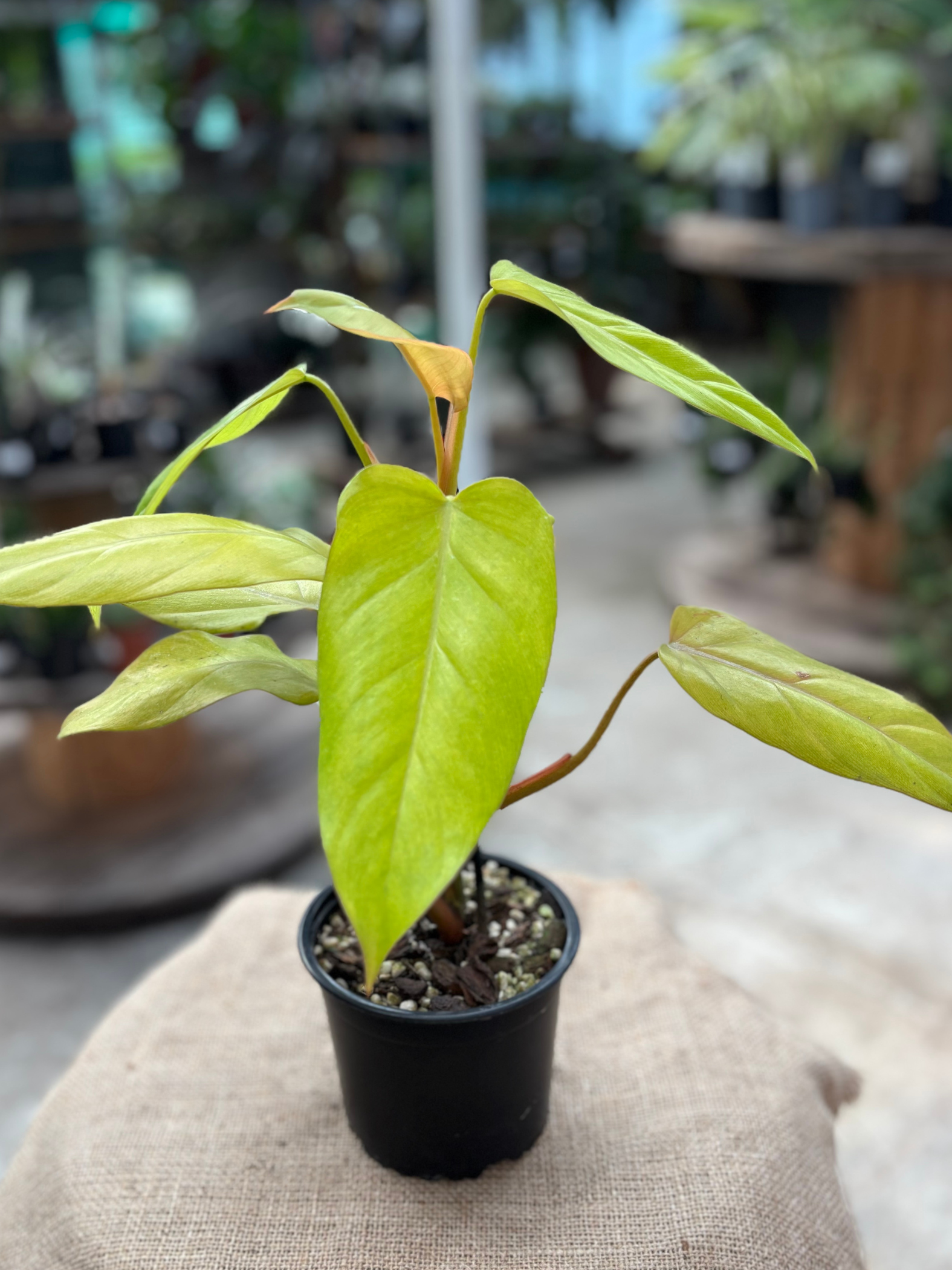 philodendron rose gold Philodendron 'Rose Gold' plant in 13cm pot – Rasmussen Gardens
